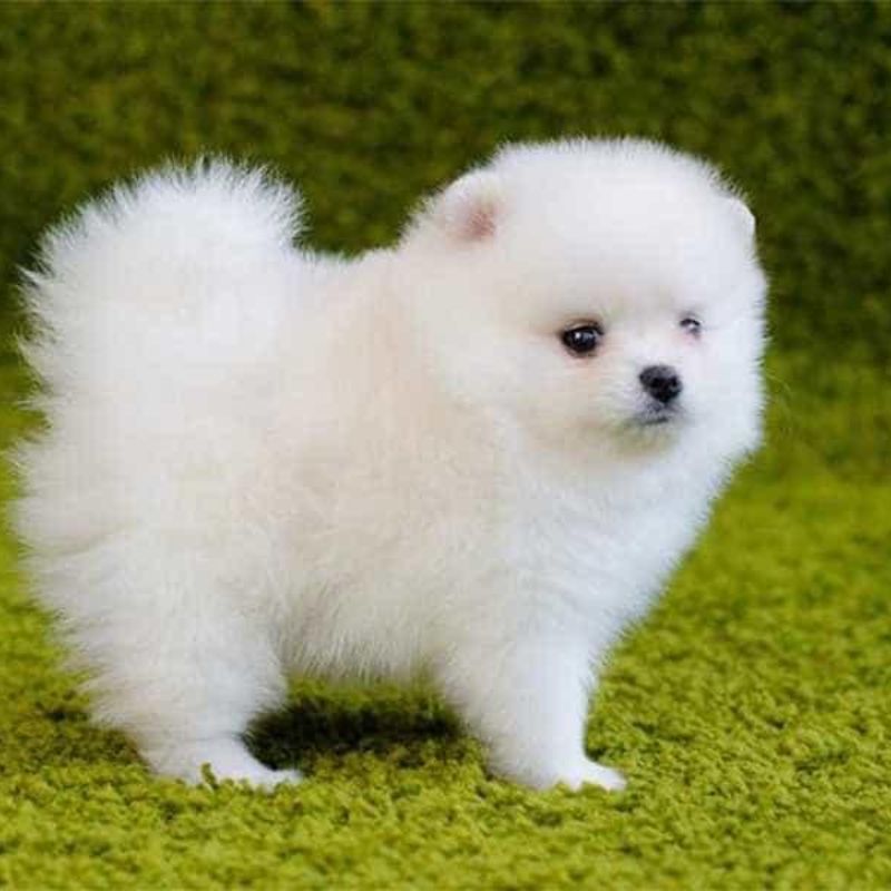 Tìm hiểu các thương hiệu thức ăn cho cún con uy tín.