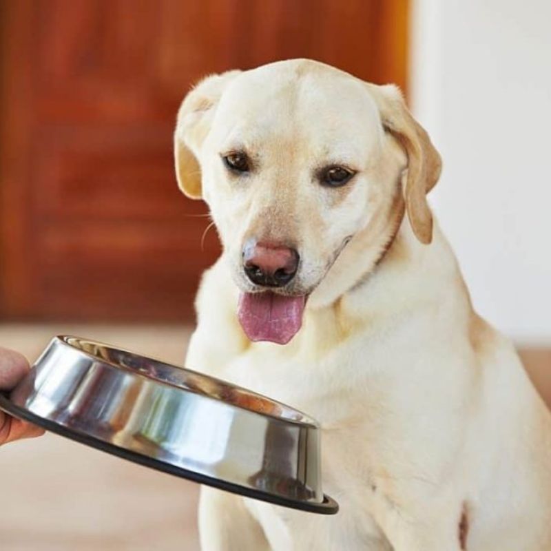 Thức ăn chó không ngũ cốc dạng pate.