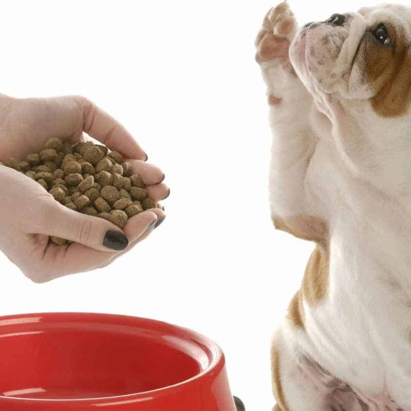 Thức ăn chó phù hợp với từng trường hợp.