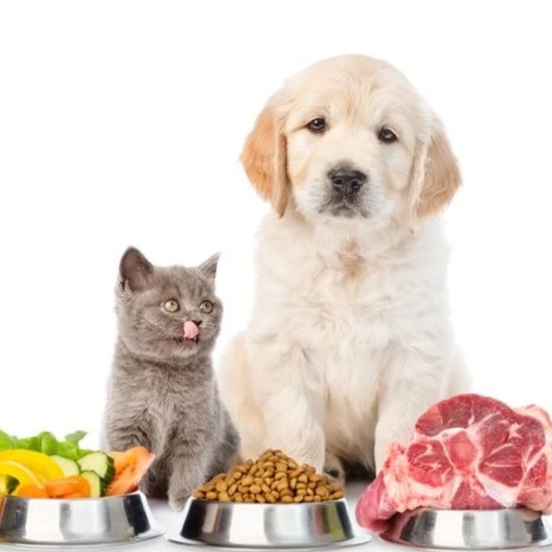 Tiêu chí lựa chọn thức ăn chó mèo uy tín.