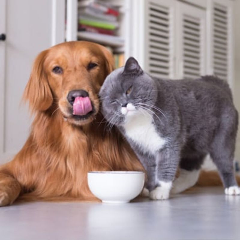 Chọn nơi mua thức ăn thú cưng uy tín.