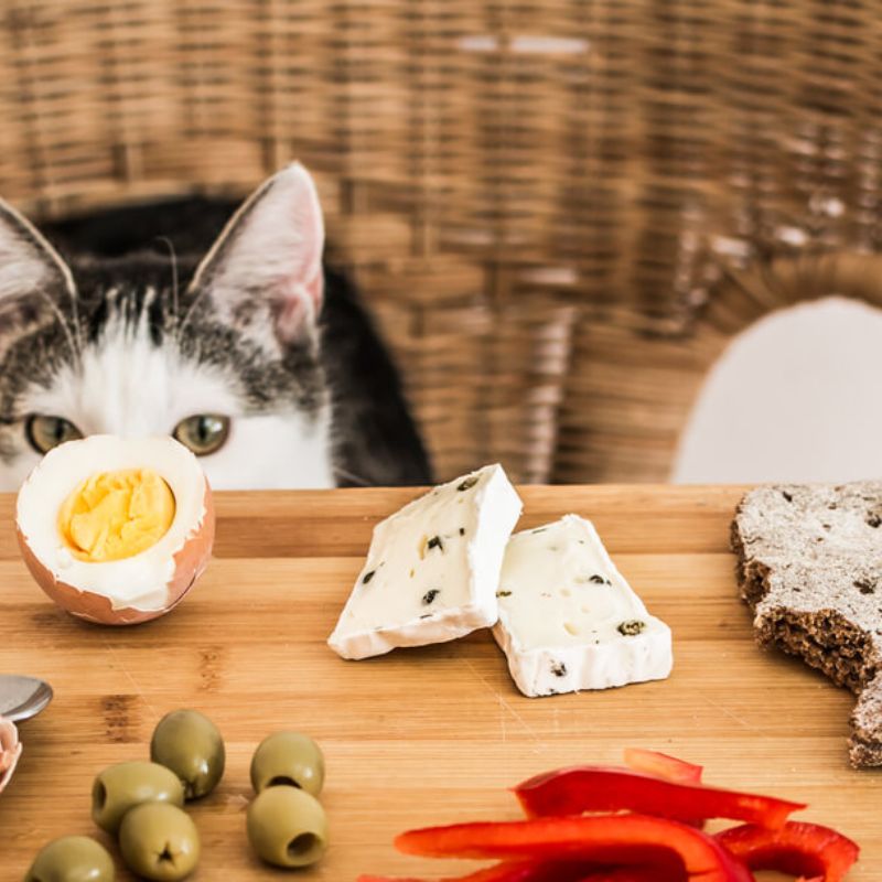 Các công ty phân phối pet food tại Việt Nam hiện nay.