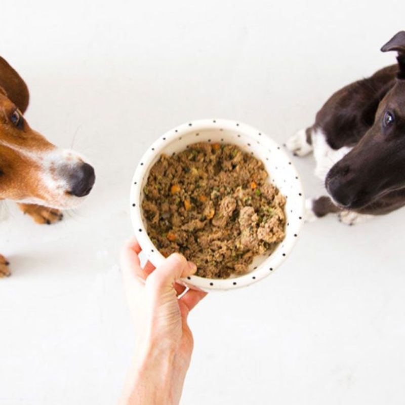 Khám phá thương hiệu pate chó mèo uy tín hàng đầu.