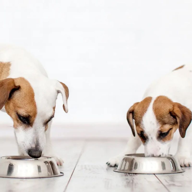 Top thương hiệu thức ăn cho chó bán chạy.