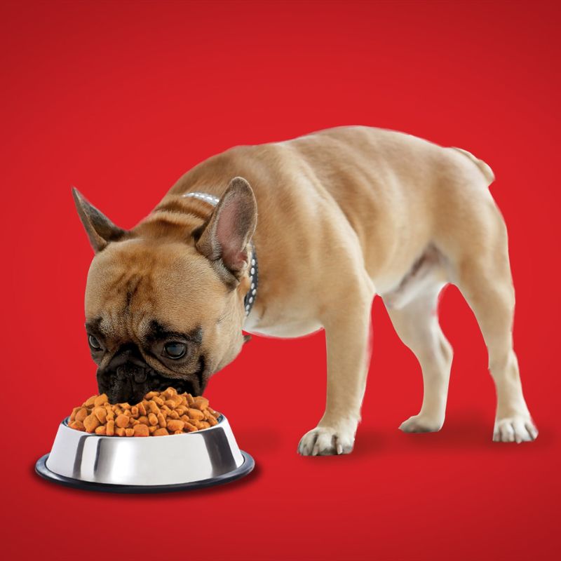 Tiêu chí chọn thức ăn cho chó bán chạy.