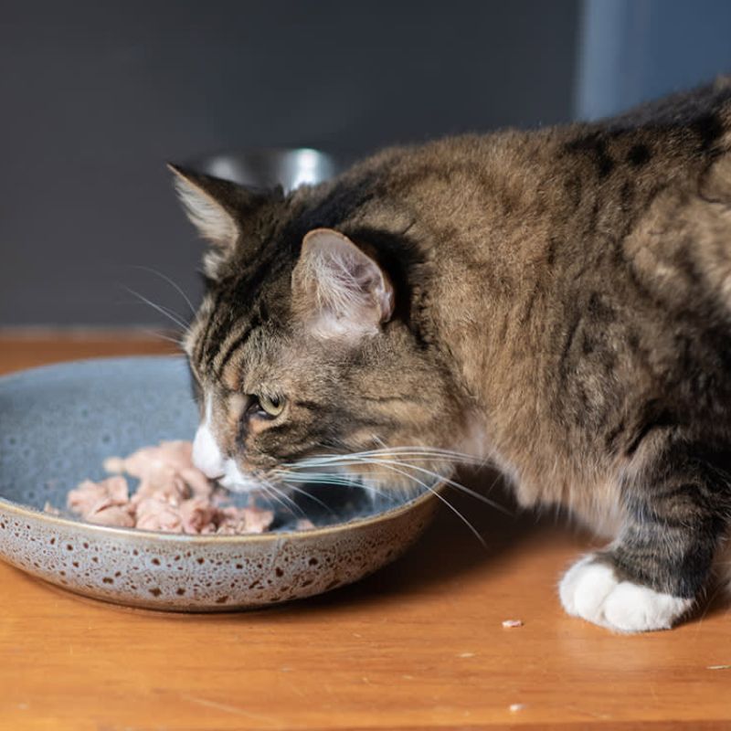 Top thương hiệu thức ăn chó mèo bán chạy.