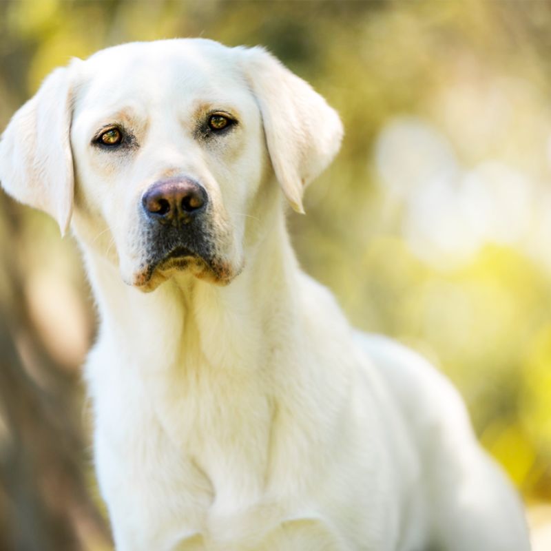 Cập nhật bảng dinh dưỡng cho chó.