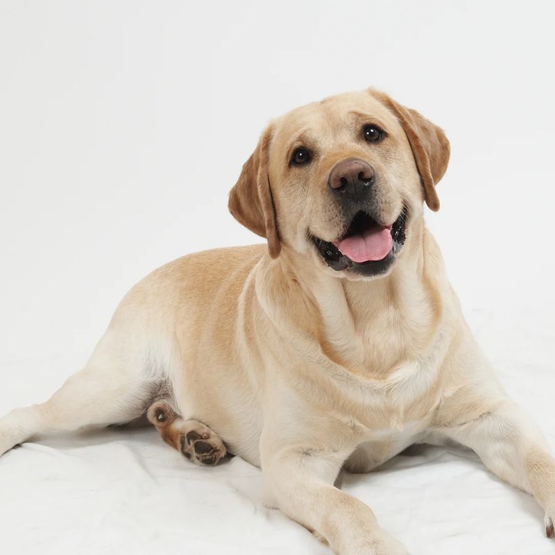 Ghi nhớ các nguyên tắc xây dựng khẩu phần ăn phù hợp.