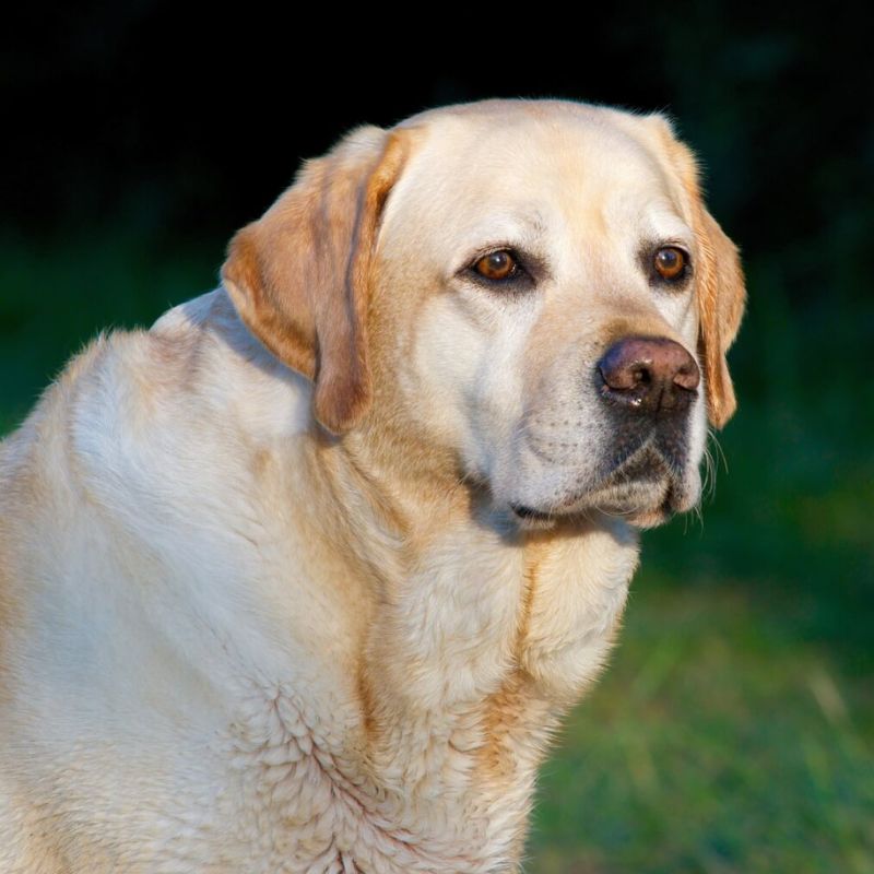 Chủ nuôi cần quan tâm đến lượng thức ăn cho chó.