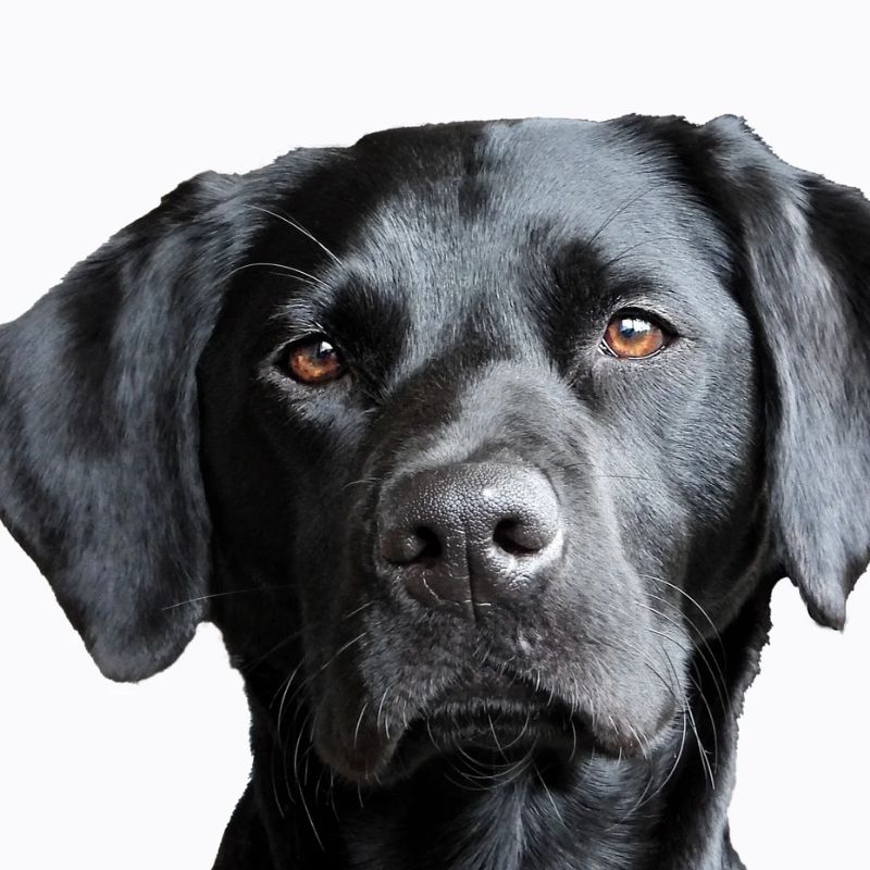 Biện pháp giúp kiểm soát dinh dưỡng cho chó.