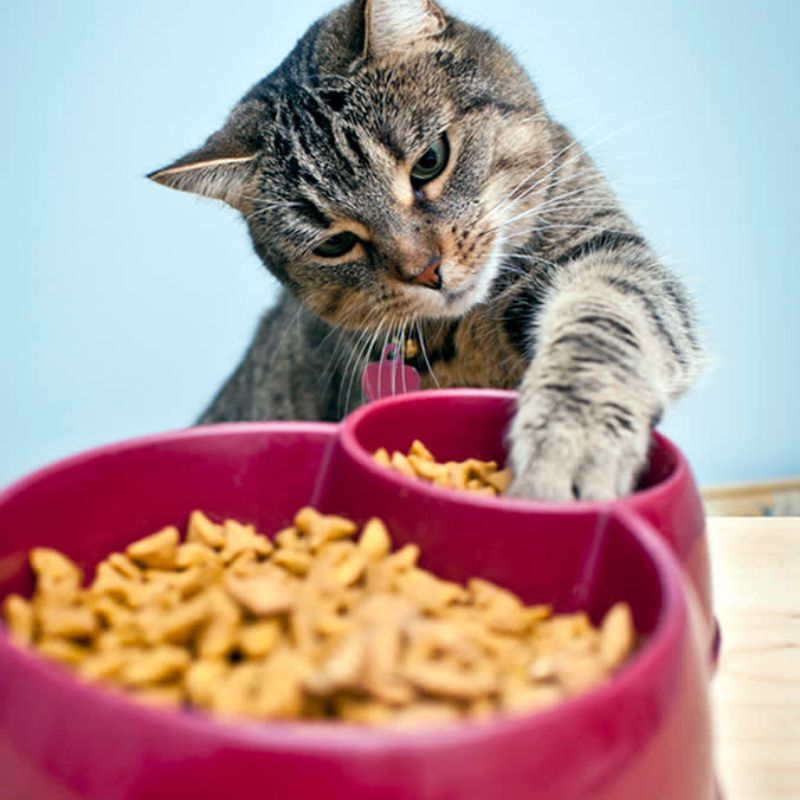 Cập nhật bảng dinh dưỡng cho mèo theo tuổi.