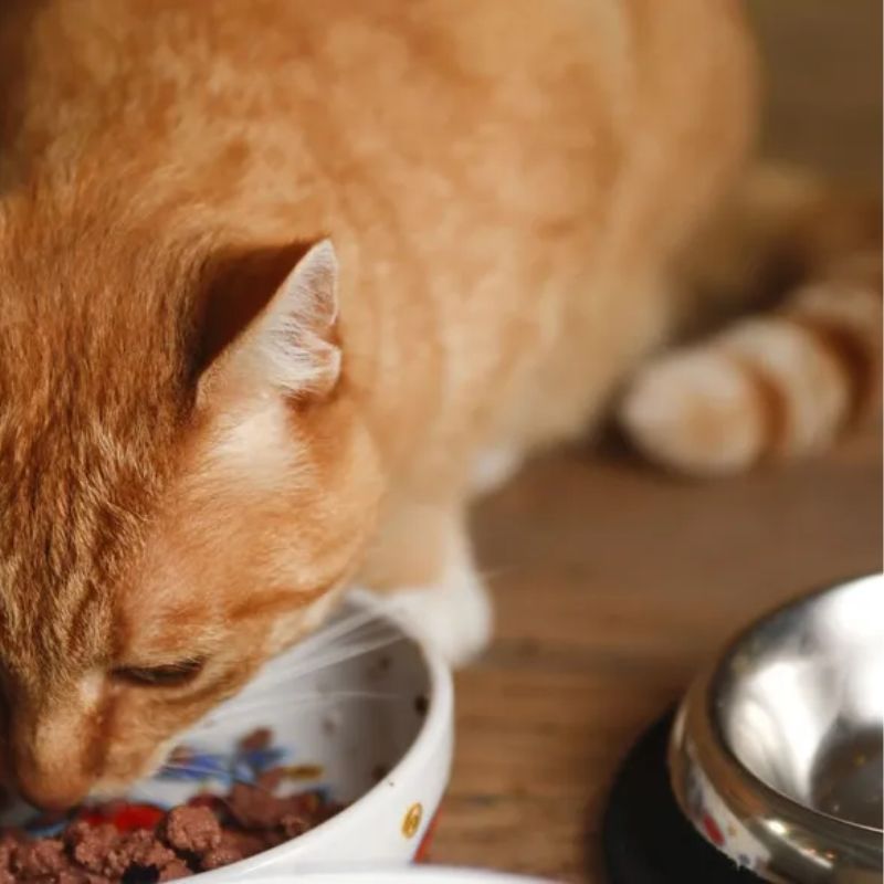 Khẩu phần ăn của mèo con.