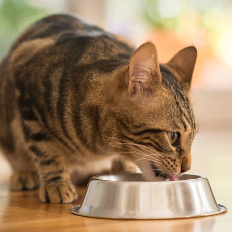 Khẩu phần cho mèo trưởng thành.