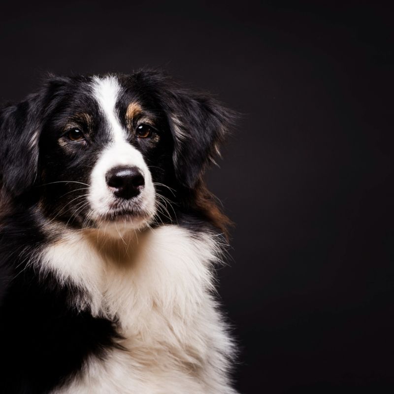 Lợi ích của việc bổ sung canxi cho chó.