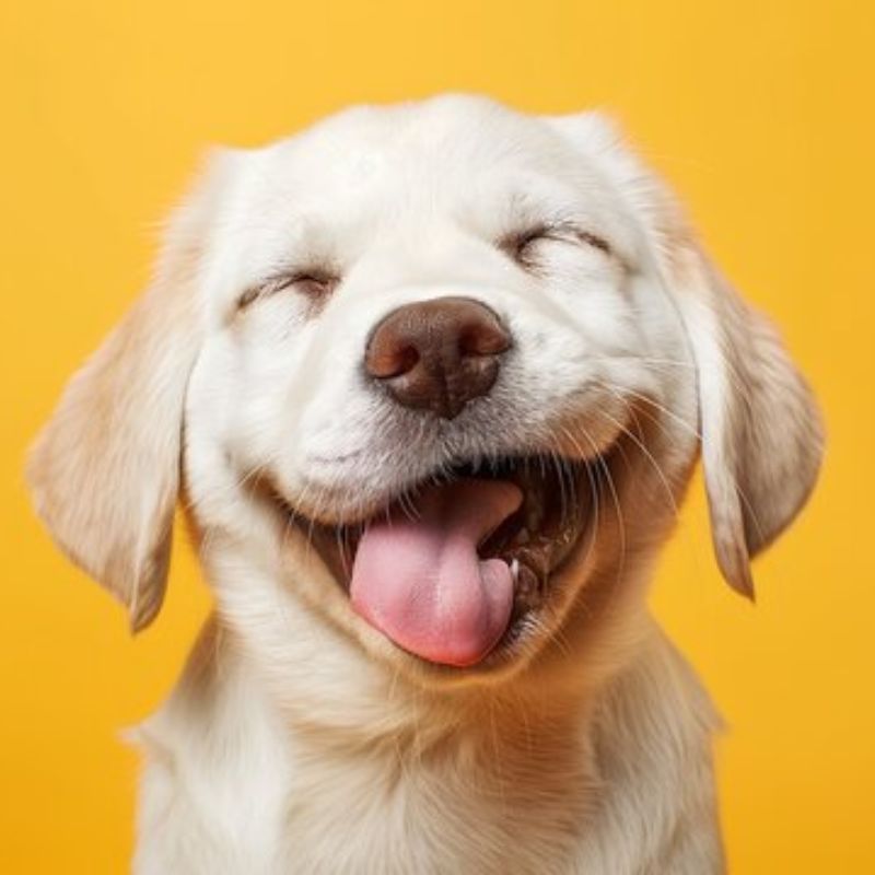 Vitamin cho cún cưng.