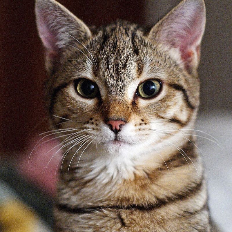 Những loại vitamin cho mèo tốt nhất.