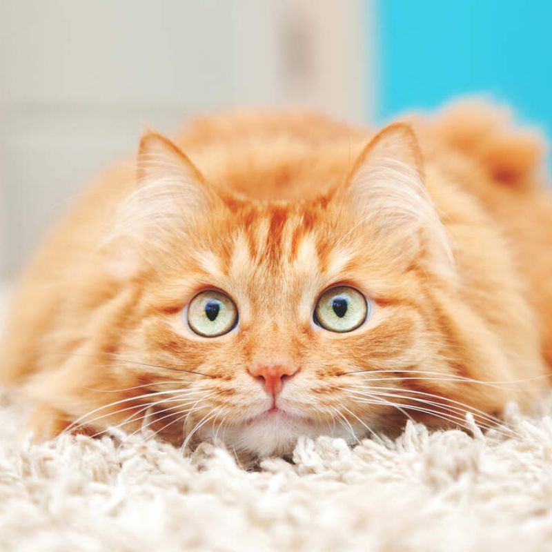 Tham khảo các loại vitamin bổ sung cho mèo.