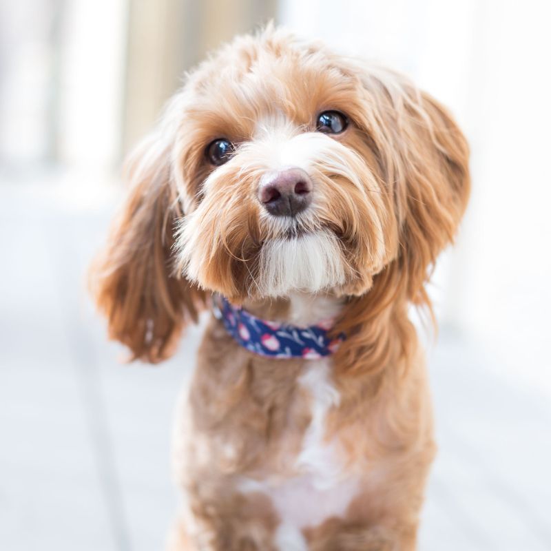 Học cách cho chó ăn đúng bữa.