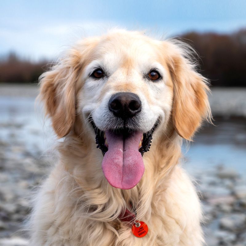 Duy trì thói quen ăn uống tích cực cho thú cưng.