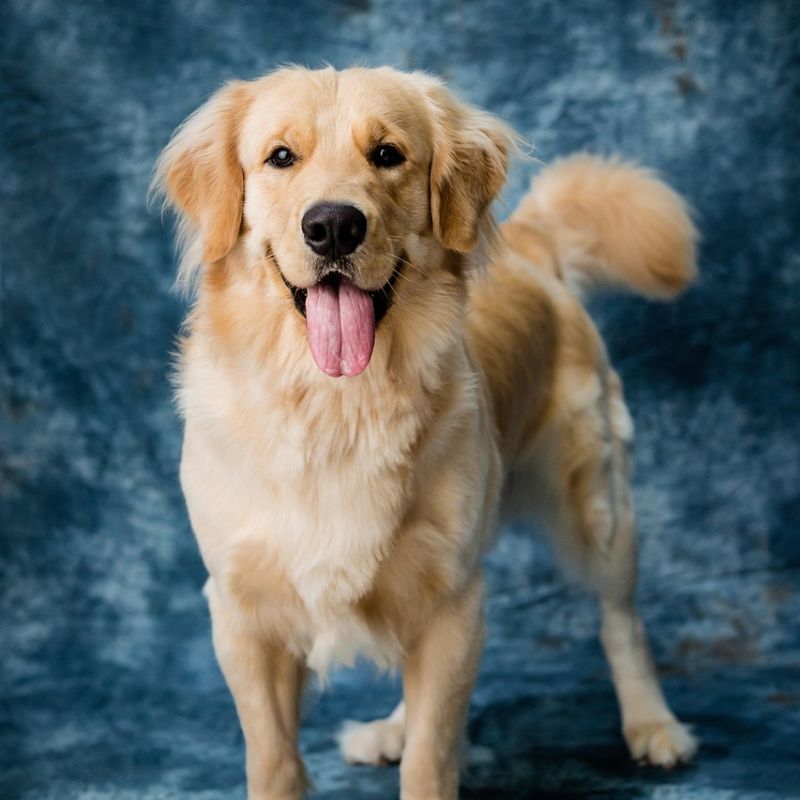 Cách tập cho chó ăn đúng giờ.