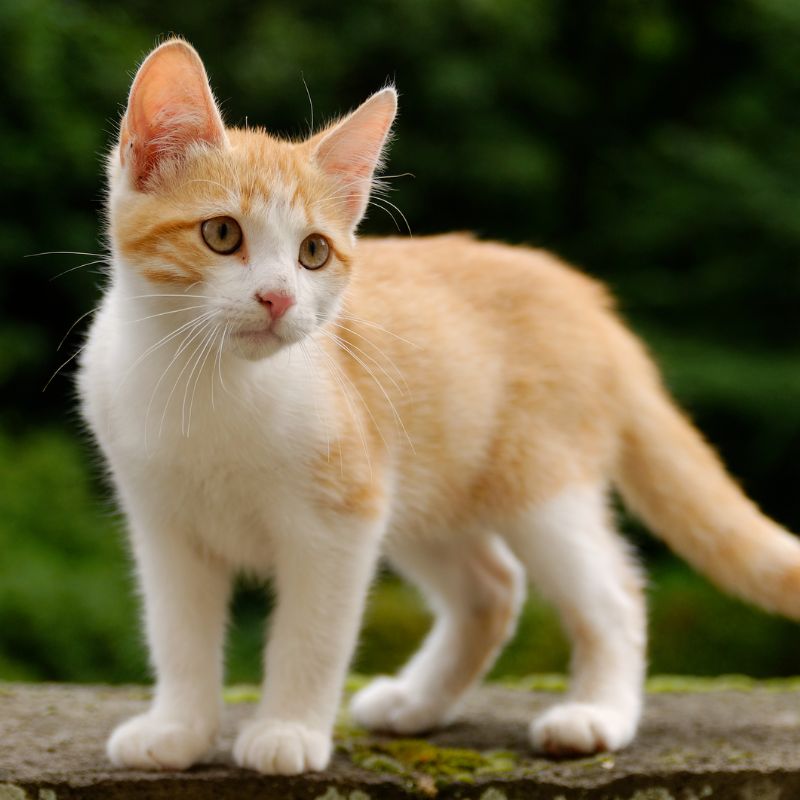 Cách cho mèo ăn đúng cách khi 1 tháng tuổi.