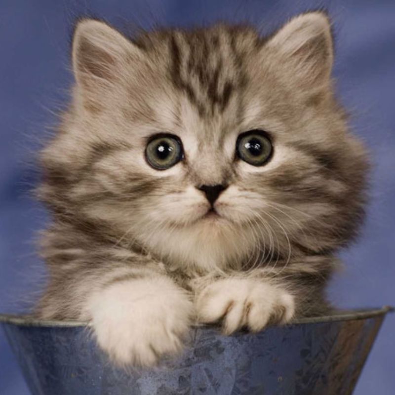 Cách thức chia khẩu phần ăn cho mèo.