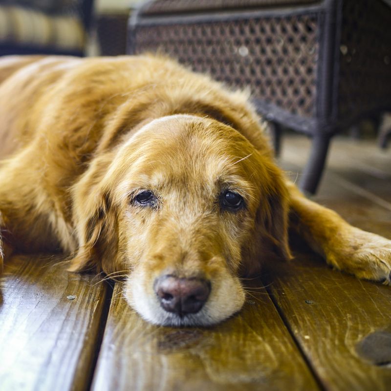 Hoạt động chăm sóc dinh dưỡng cho chó già.