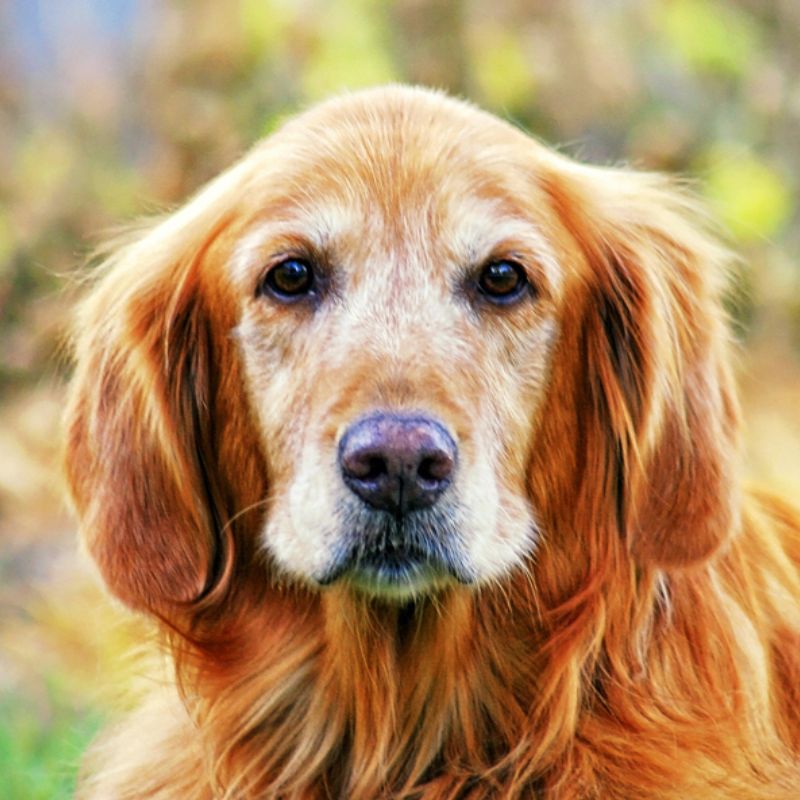 Chủ nuôi nên điều chỉnh khẩu phần ăn của thú cưng.