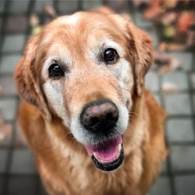 Lựa chọn thức ăn phù hợp để chăm sóc dinh dưỡng cho chó già.