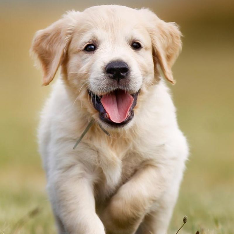 Thực đơn cho chó con đạt chuẩn.