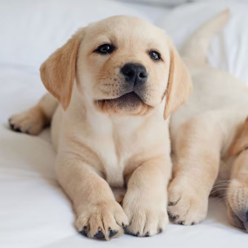 Xem xét một số loại hạt phù hợp cho chó con.