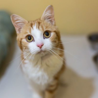 Nguyên nhân mèo bị sỏi thận.