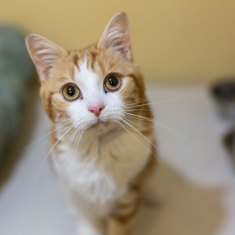 Nguyên nhân mèo bị sỏi thận.