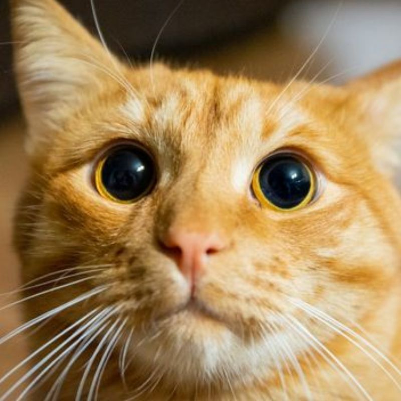 Phòng ngừa và khám sức khỏe định kỳ cho mèo.