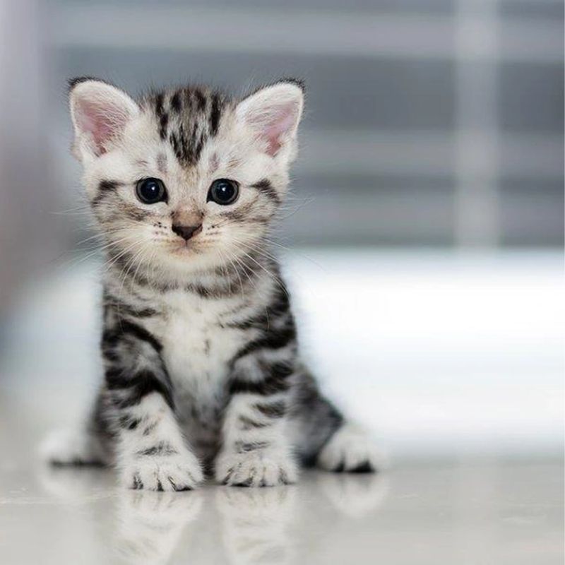 Chế độ ăn cho mèo con có thể tham khảo.