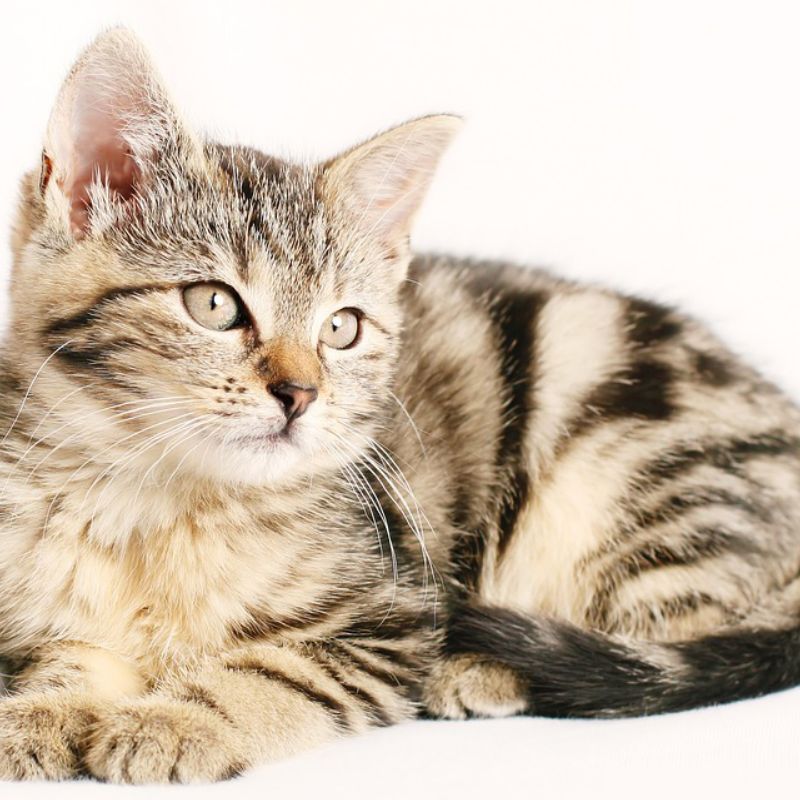 Học cách làm đồ ăn dinh dưỡng cho mèo con.