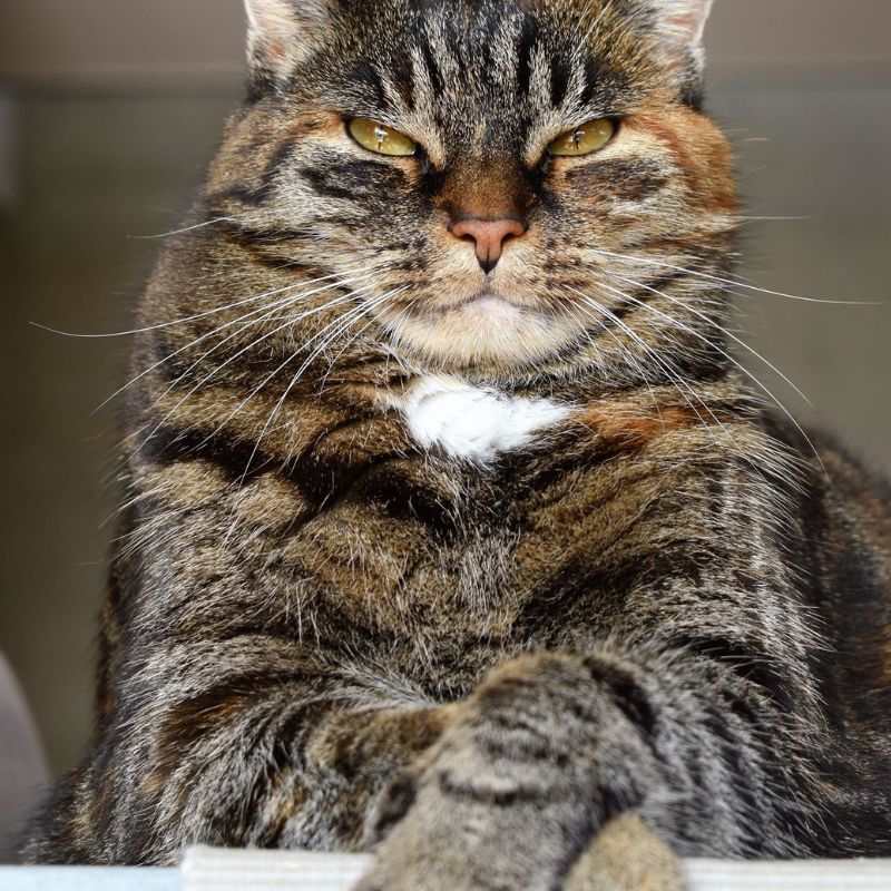 chế độ ăn cho mèo già hợp lý đảm bảo nhu cầu dinh dưỡng.