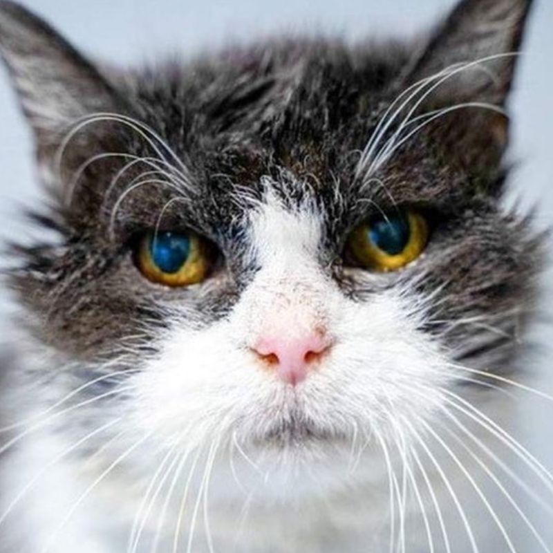 Nên tham khảo ý kiến của bác sĩ khi chăm sóc mèo già.