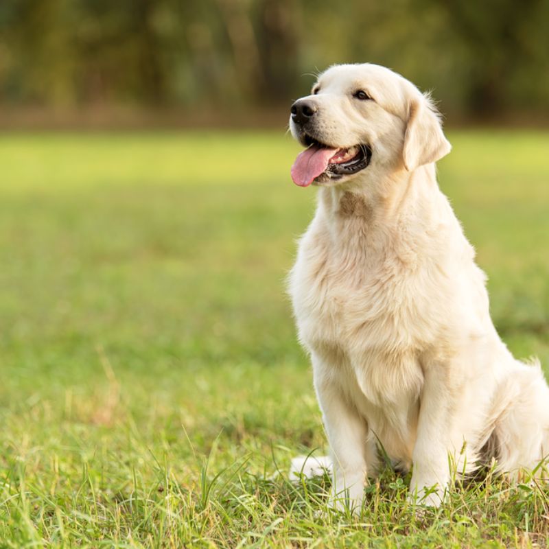 Chủ nuôi cần giữ tư duy tích cực trong quá trình nuôi chó.