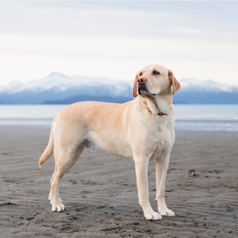 Tiêu chuẩn chọn thức ăn tốt cho chó.