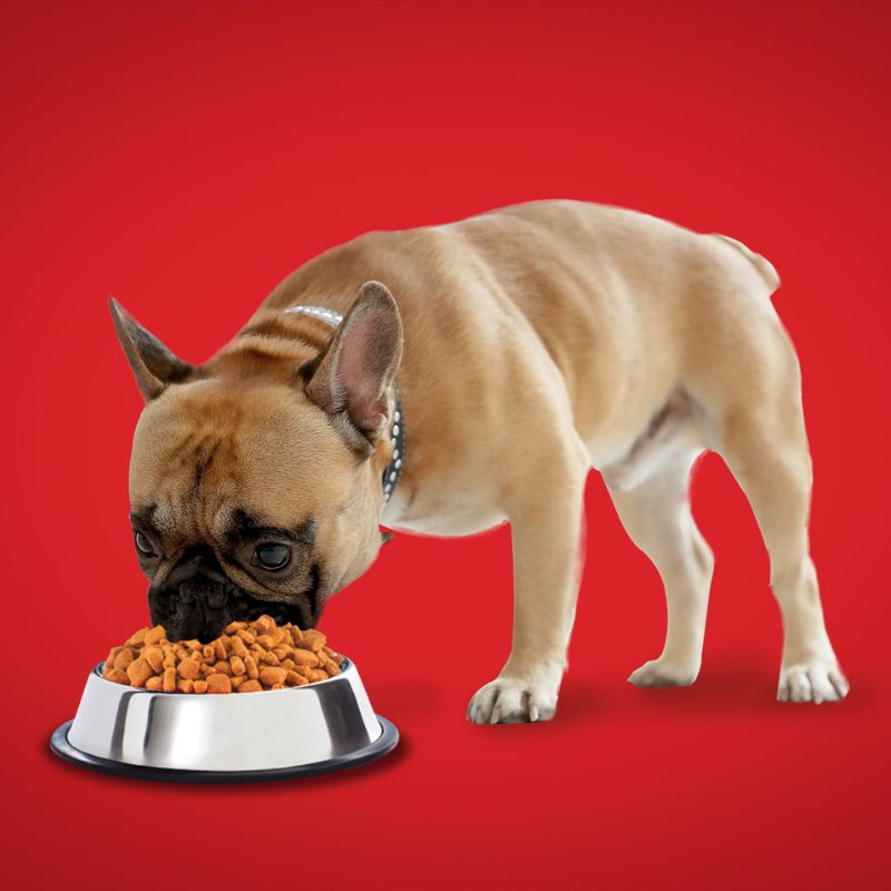 Thực đơn dinh dưỡng cho chó bị bệnh gan.