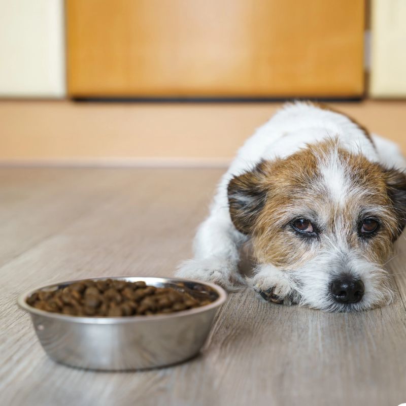 Thức ăn phù hợp cho chó bị bệnh.