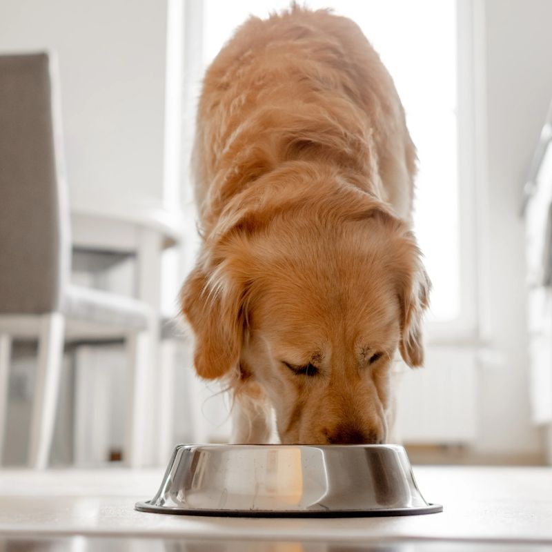 Thực đơn dinh dưỡng cho chó bị bệnh gan.