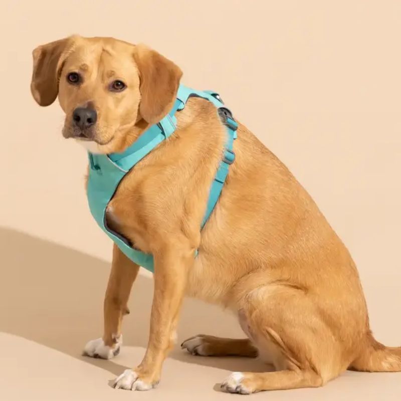 Chế độ dinh dưỡng cho chó trưởng thành.