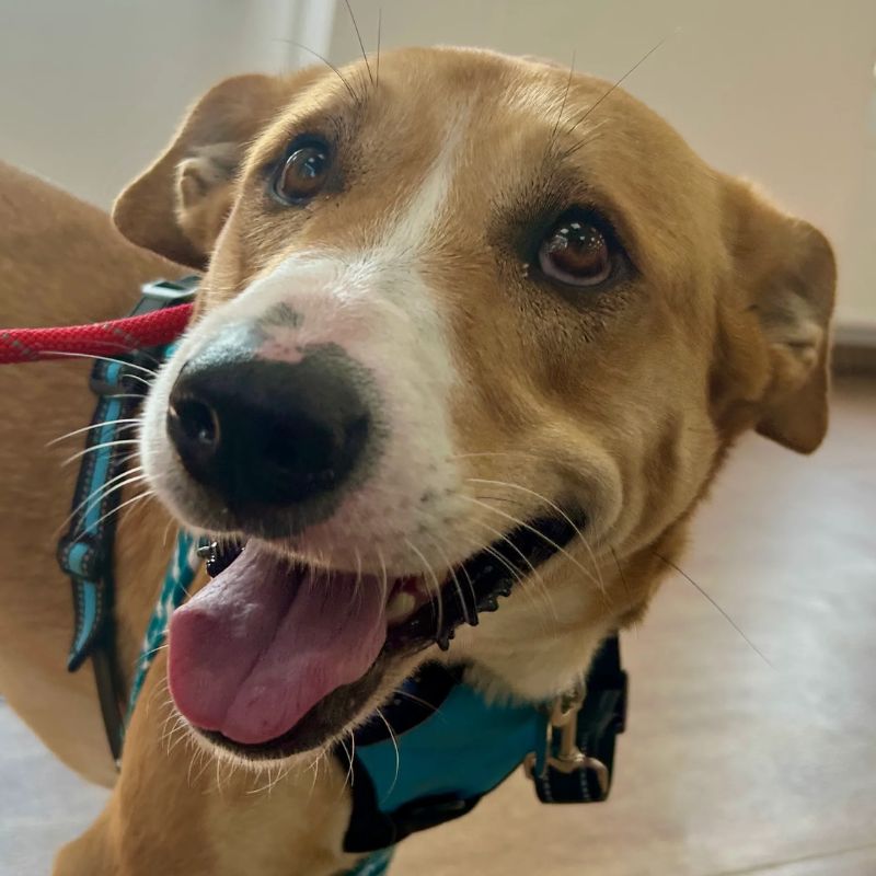 Gợi ý thực phẩm cho chó trưởng thành.