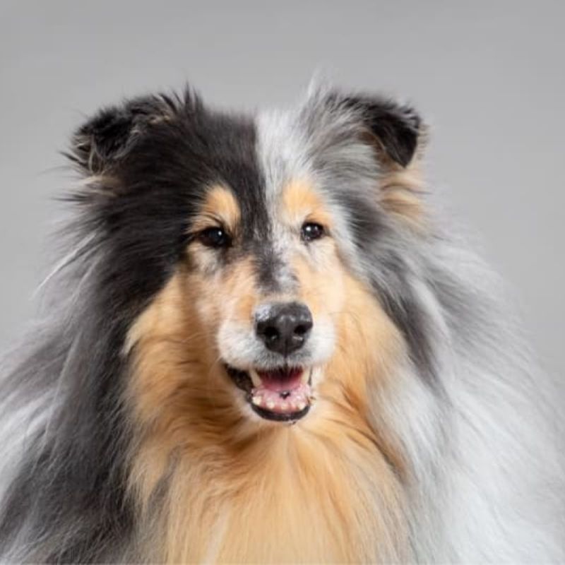 Lưu ý khi chọn thực phẩm cho chó trưởng thành.