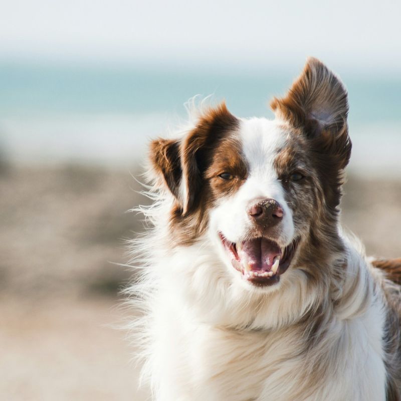 Đặc điểm dinh dưỡng cần lưu ý cho chó trưởng thành.