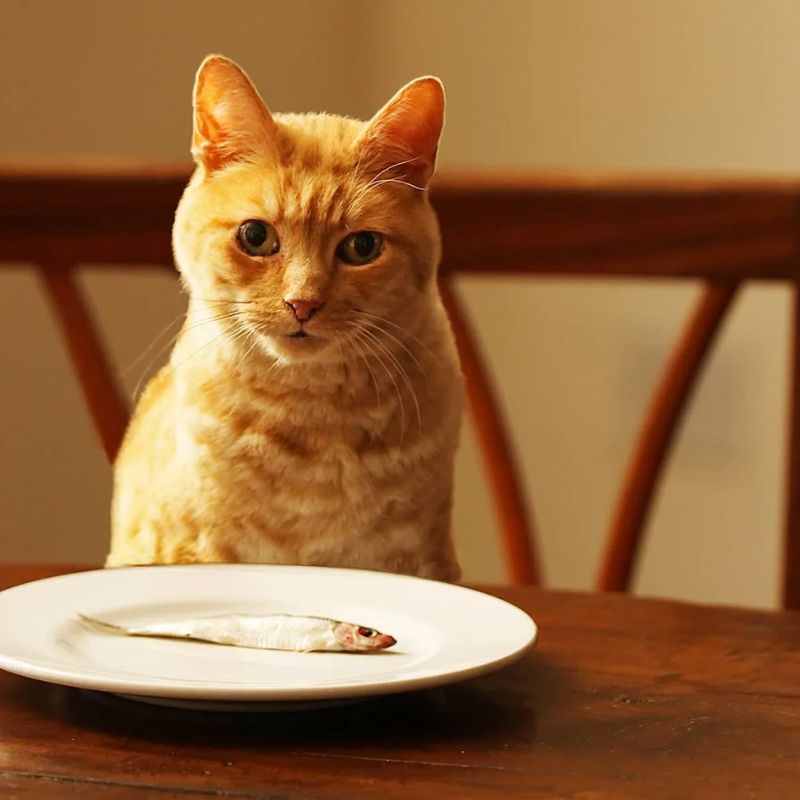 Chất dinh dưỡng cho mèo cần thiết.