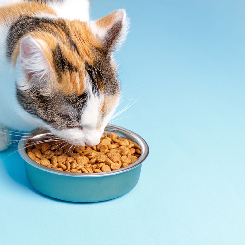 Chủ nuôi cần chăm sóc, vệ sinh môi trường sống.