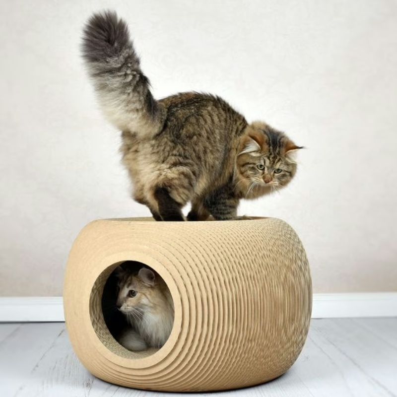 Dinh dưỡng cho mèo bị rụng lông.